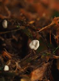 Attēlu rezultāti vaicājumam “Diderma subviridifuscum spores”