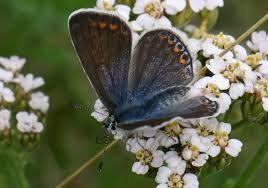 Attēlu rezultāti vaicājumam “Polyommatus icarus female”