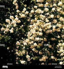 Attēlu rezultāti vaicājumam “Philadelphus lemoinei”