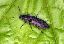 Attēlu rezultāti vaicājumam “Actenicerus sjaelandicus”