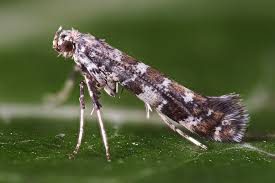 Attēlu rezultāti vaicājumam “Gracillaria syringella larva”