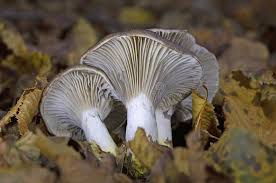 Attēlu rezultāti vaicājumam “Gomphidius glutinosus”