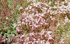 Attēlu rezultāti vaicājumam “Sedum pallidum flower”