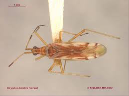 Attēlu rezultāti vaicājumam “Dicyphus sp.”