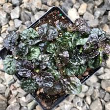 Attēlu rezultāti vaicājumam “Ajuga pyramidalis leaf”