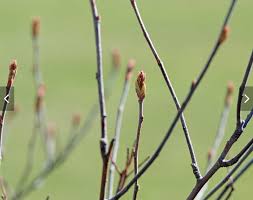 Attēlu rezultāti vaicājumam “Aronia melanocarpa bud”
