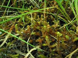 Attēlu rezultāti vaicājumam “Scorpidium scorpioides”