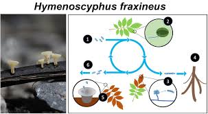 Attēlu rezultāti vaicājumam “Hymenoscyphus fraxineus”