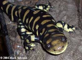 Attēlu rezultāti vaicājumam “Diderma tigrinum macro”