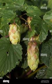 Attēlu rezultāti vaicājumam “Humulus lupulus fruit”