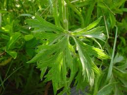 Attēlu rezultāti vaicājumam “Ranunculus acris”