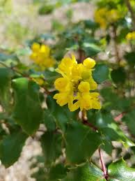 Attēlu rezultāti vaicājumam “Mahonia aquifolium flower”