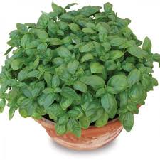 Image result for Basilikum