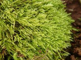 Attēlu rezultāti vaicājumam “Amblystegium serpens”