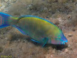 Image result for Scarus psittacus