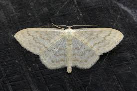 Attēlu rezultāti vaicājumam “Scopula floslactata imago”