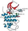 Cyclin-dependent kinase - Wikipedia