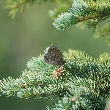 Attēlu rezultāti vaicājumam “Oeneis jutta underside”