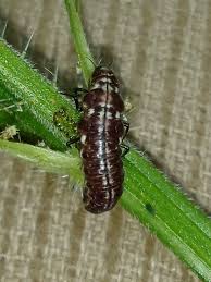 Attēlu rezultāti vaicājumam “Drepanepteryx phalaenoides”