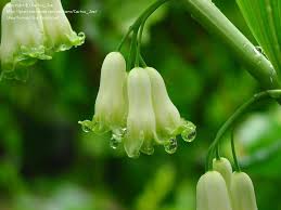 Attēlu rezultāti vaicājumam “Polygonatum odoratum bud”