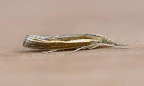 Attēlu rezultāti vaicājumam “Agriphila tristella”