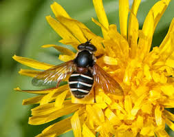 Attēlu rezultāti vaicājumam “Sericomyia lappona”