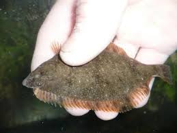 Image result for Liopsetta glacialis