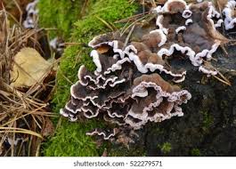 Attēlu rezultāti vaicājumam “Heterobasidion annosum”