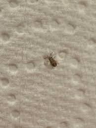 Attēlu rezultāti vaicājumam “Nithecus jacobaeae”