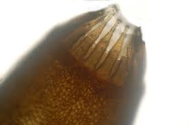 Attēlu rezultāti vaicājumam “Hygroamblystegium varium”