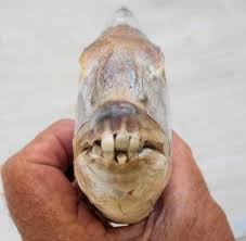 Image result for Archosargus probatocephalus