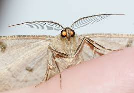 Attēlu rezultāti vaicājumam “Hypomecis punctinalis”