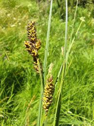 Attēlu rezultāti vaicājumam “Carex hartmanii”