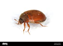 Attēlu rezultāti vaicājumam “Attagenus smirnovi”