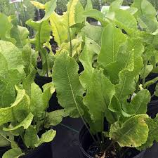 Attēlu rezultāti vaicājumam “Armoracia rusticana leaf”