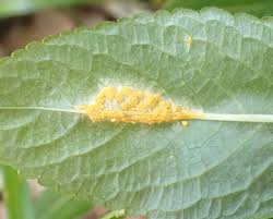 Attēlu rezultāti vaicājumam “Melampsora populnea”