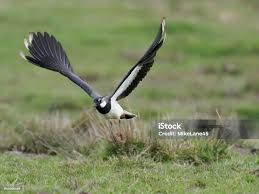 Attēlu rezultāti vaicājumam “Vanellus vanellus”