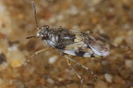 Attēlu rezultāti vaicājumam “Saldula saltatoria”