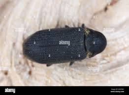 Attēlu rezultāti vaicājumam “Anobium pertinax”