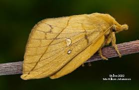 Attēlu rezultāti vaicājumam “Euthrix potatoria imago”