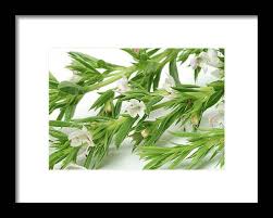 Image result for Satureja hortensis