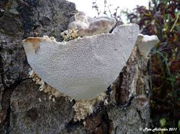 Attēlu rezultāti vaicājumam “Trametes gibbosa”