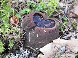 Attēlu rezultāti vaicājumam “Claustria didermoides spores”