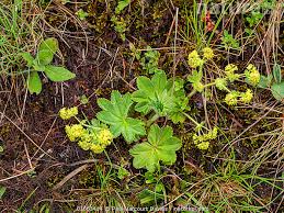 Image result for Alchemilla vulgaris
