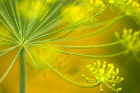 Attēlu rezultāti vaicājumam “Anethum graveolens flower”