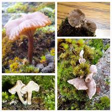 Attēlu rezultāti vaicājumam “Arrhenia spatulata”