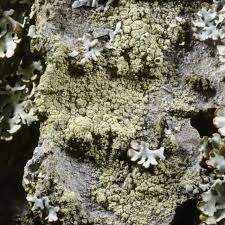 Attēlu rezultāti vaicājumam “Lecanora conizaeoides”