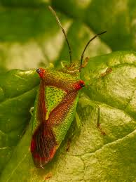 Attēlu rezultāti vaicājumam “Acanthosoma haemorrhoidale”
