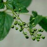 Attēlu rezultāti vaicājumam “Scrophularia nodosa fruit”