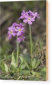 Attēlu rezultāti vaicājumam “Primula farinosa flower”